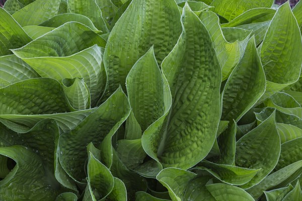 Hosta