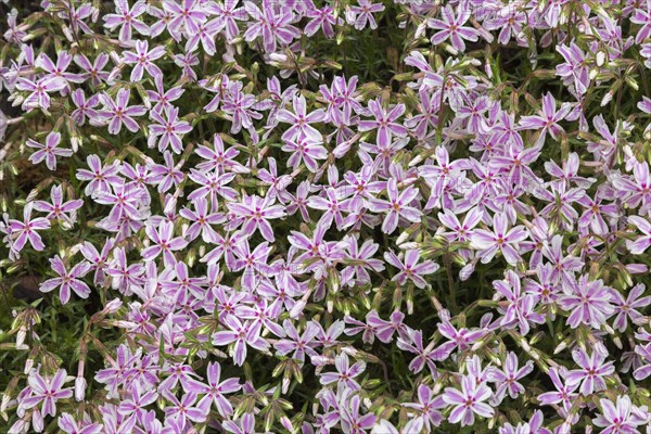 Candy Stripe Phlox