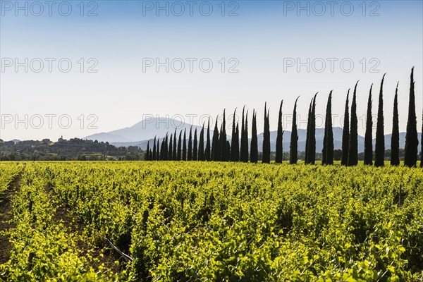 Mont Ventoux and cypress avenue