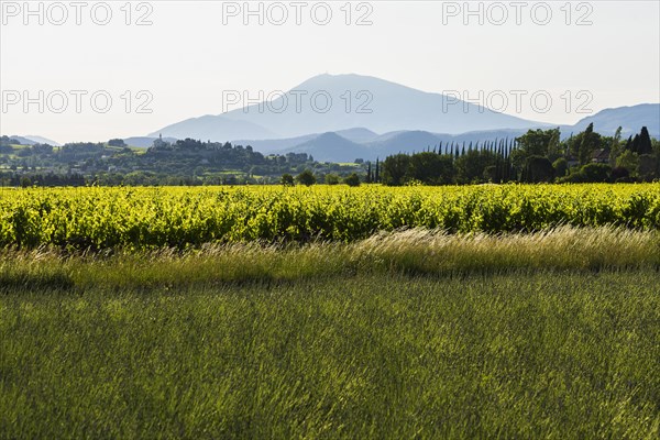 Mont Ventoux and cypress avenue