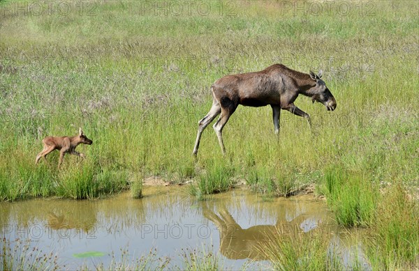 Cow moose