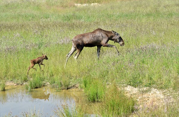 Cow moose