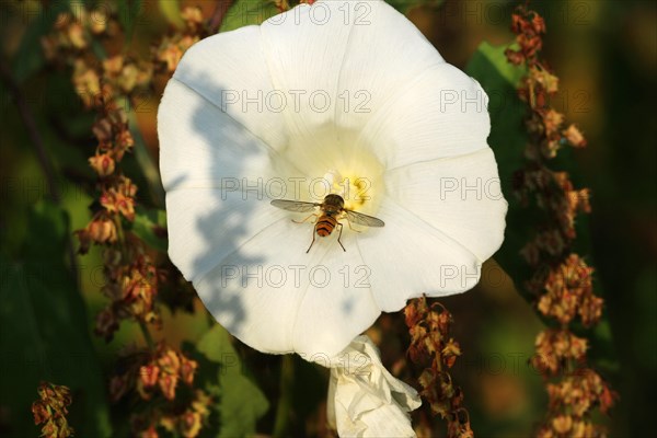 Common marmalade hoverfly