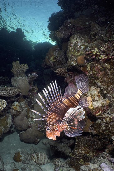 Common lionfish