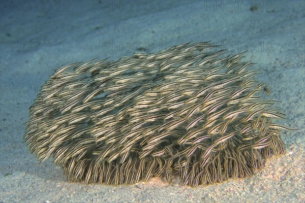 Large group of striped eel catfish