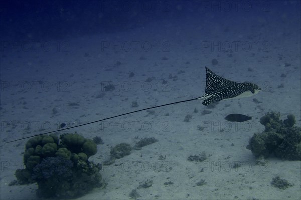 Spotted eagle ray