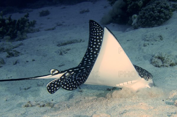 Spotted eagle ray