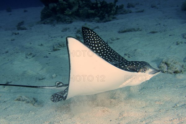 Spotted eagle ray