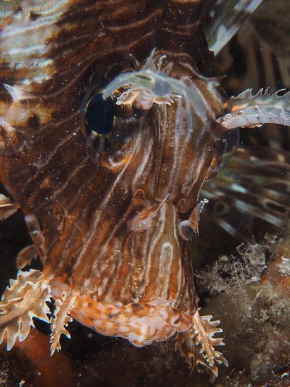 Portrait of pacific red lionfish