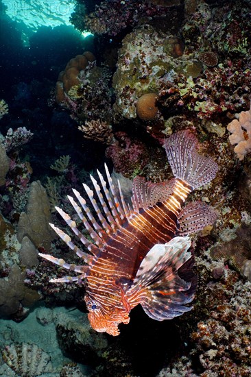 Common lionfish