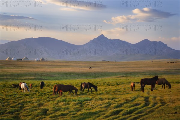 Horses grazing in the steppe at sunset