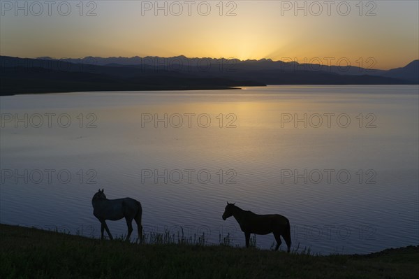 Horses along the lakeshore at sunrise