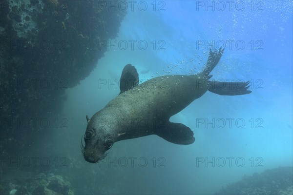 Cape fur seal