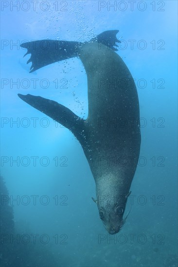 Cape fur seal