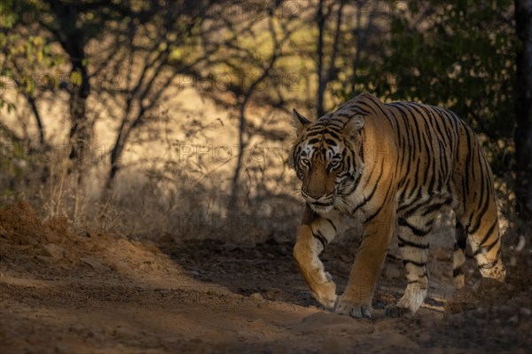 Wild Bengal tiger walking on a forest path in the jungle of Ranthambore tiger reserve