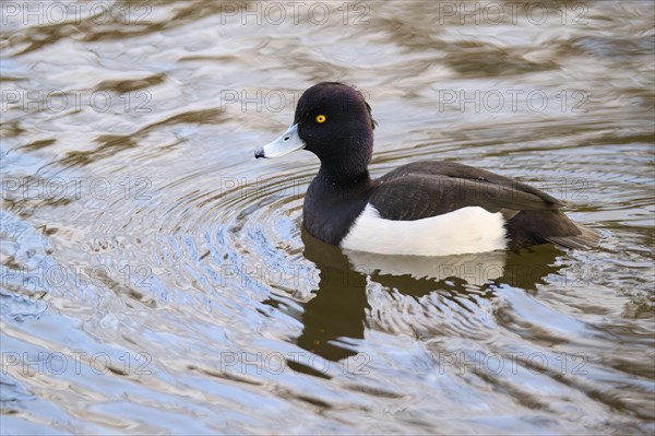 Tufted duck