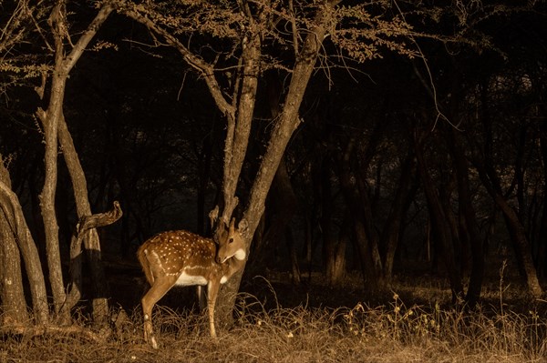 Solitary Spotted deer or Axis deer standing in the sunlight in front of dark woodlands in Ranthambore tiger reserve