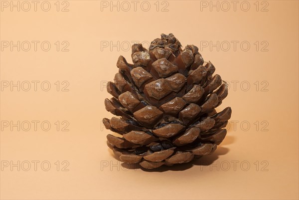 Single pine cone