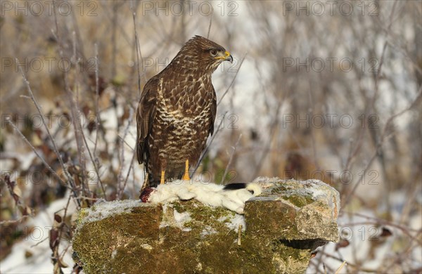 Common steppe buzzard