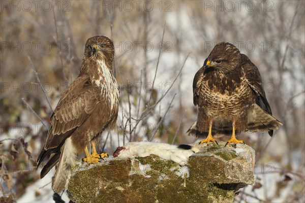 Common steppe buzzard