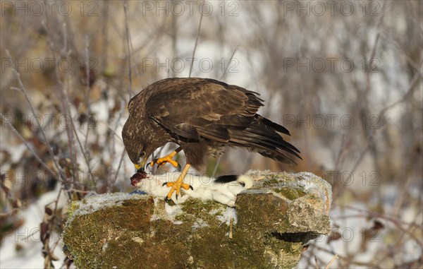 Common steppe buzzard