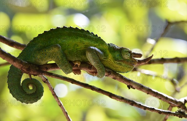 Jacksons horned chameleon