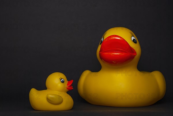 Two squeaking ducks