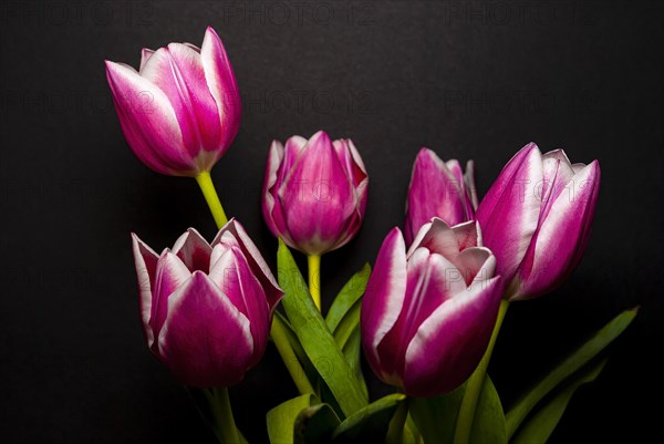 Cut flowers in a vase