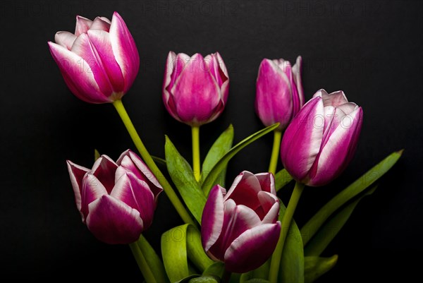 Cut flowers in a vase