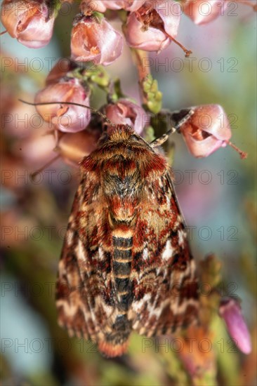 Heather variegated owl Butterfly with closed wings hanging on flowering heather from behind