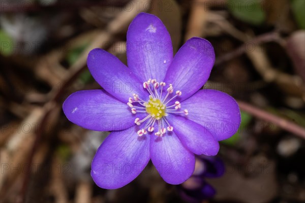 Liverwort open blue flower