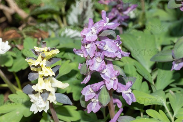 Hollow larkspur two inflorescences with some yellow white and purple flowers