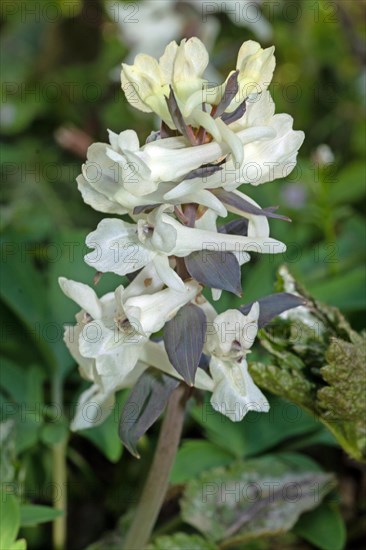 Hollow larkspur Inflorescence with a few yellow and white flowers