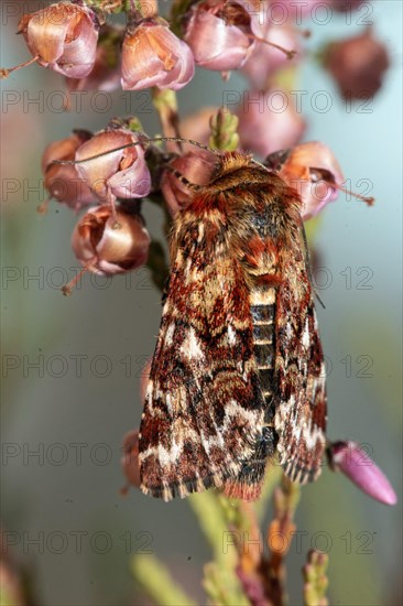 Heather variegated owl Butterfly with closed wings hanging on flowering heather from behind