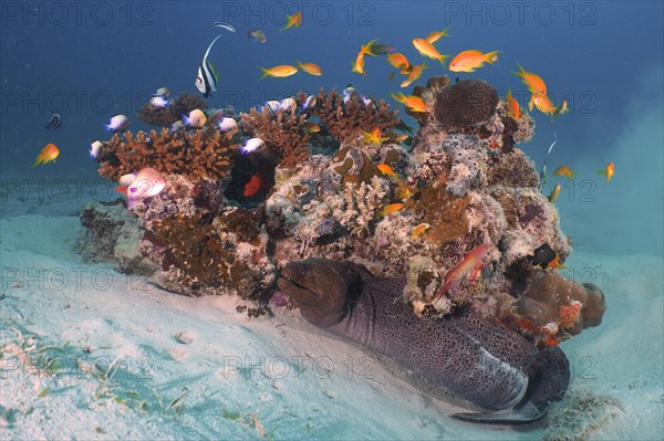 Giant Moray