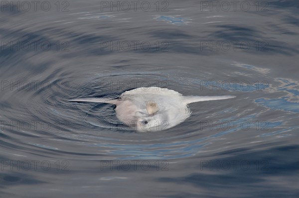 A ocean sunfish