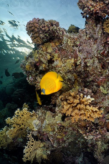 Bluecheek butterflyfish