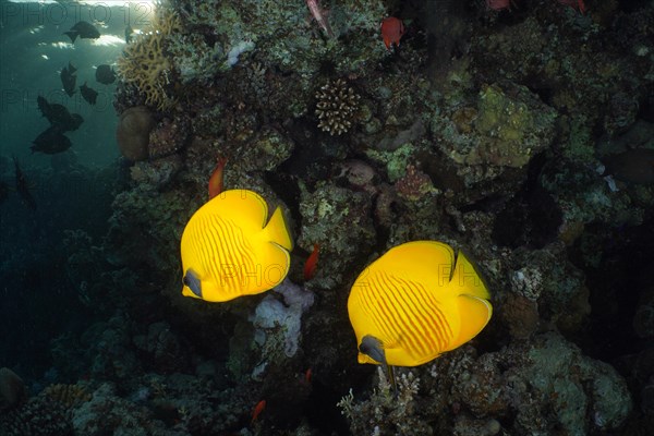 A pair of bluecheek butterflyfish