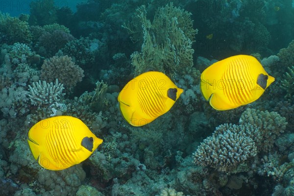 Three bluecheek butterflyfishes