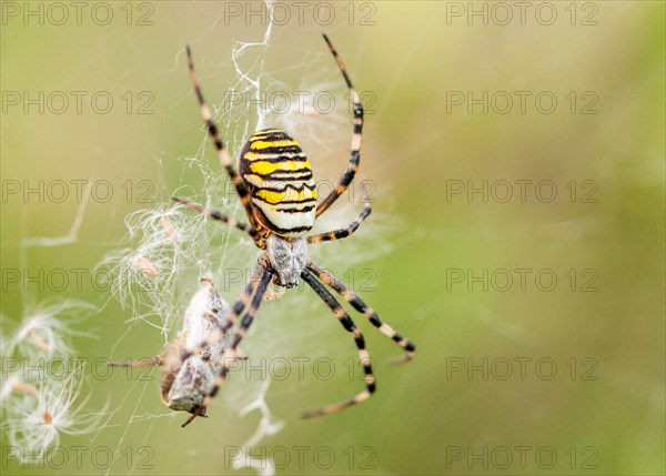 Wasp spider