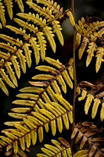 Autumn fern leaf against a dark background