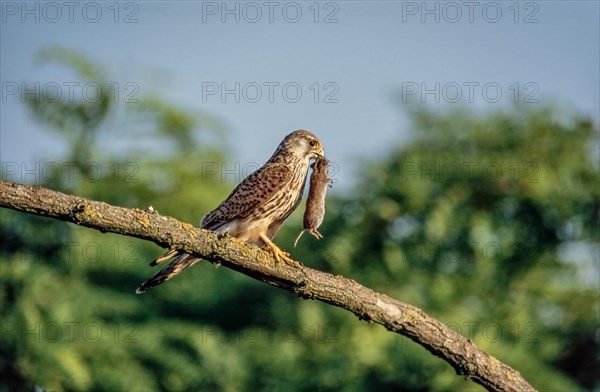 Common kestrel