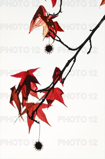 Sweetgum