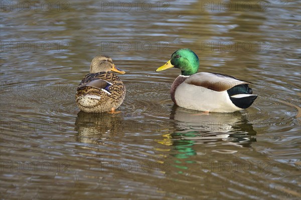 Mallard