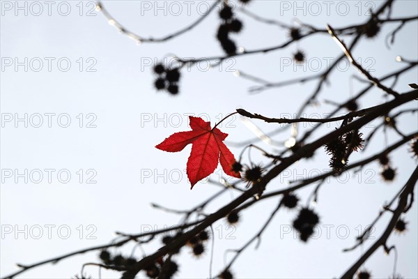 Sweetgum