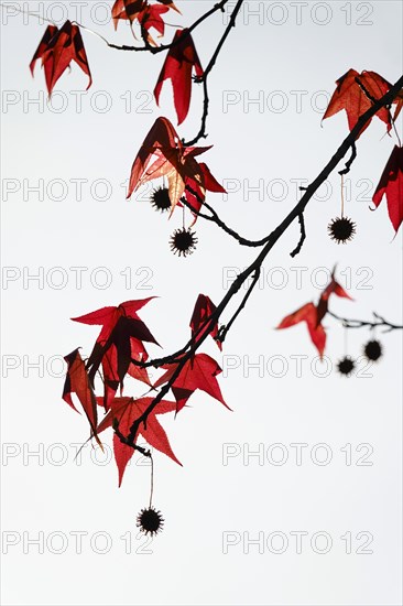 Sweetgum