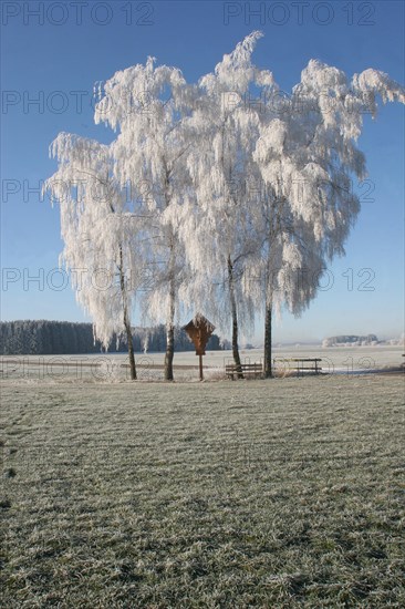 Way cross under birch trees