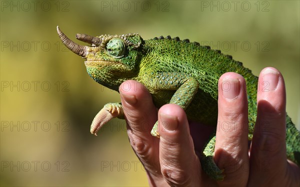 Jacksons horned chameleon