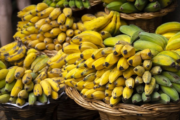 Banana stall at the Mercado dos Lavradores