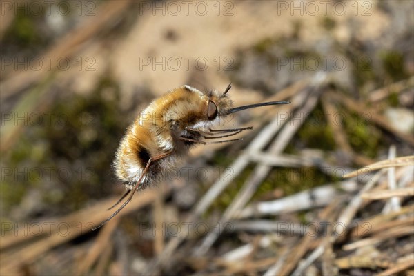 Large woolly hawk-moth with open wings flying over needle litter right sighted